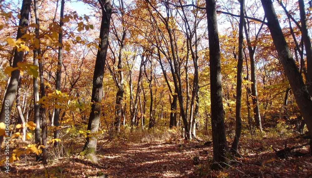 Obraz premium Autumn forest path. Sunlight filtering through trees