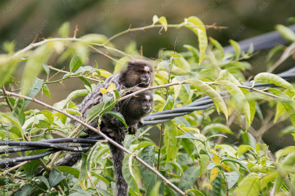 Fototapeta premium Two common marmoset in the foliage, watching