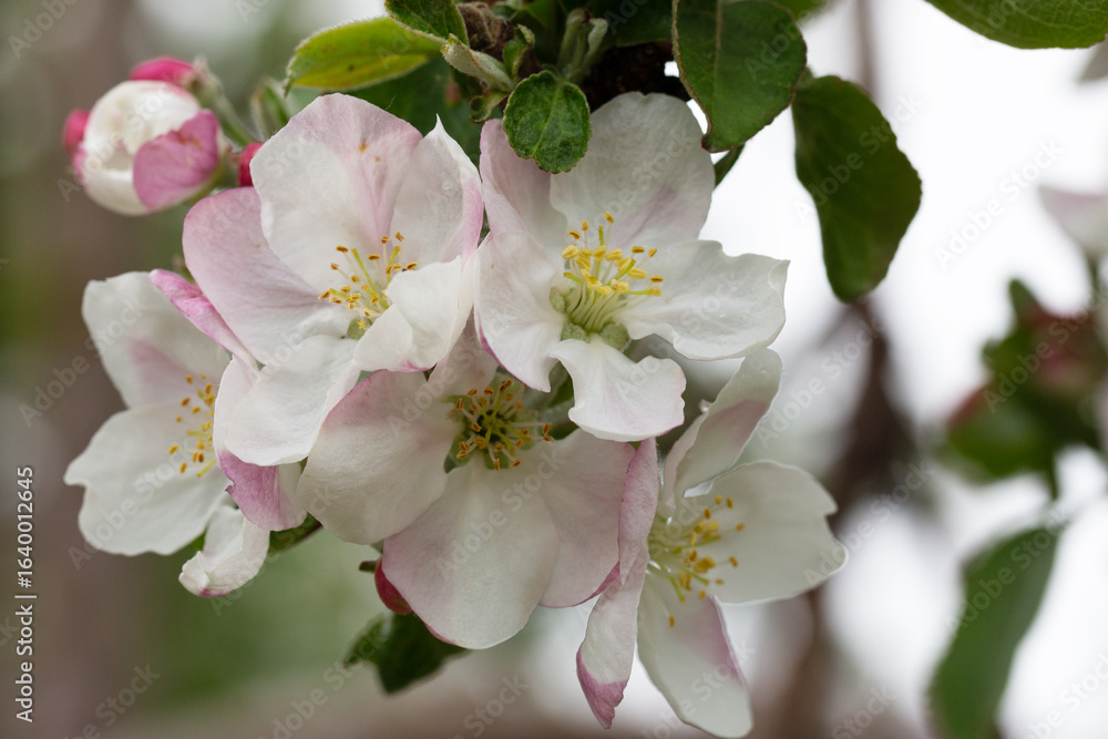 Fototapeta premium Blooming apple blossom. Garden apple tree
