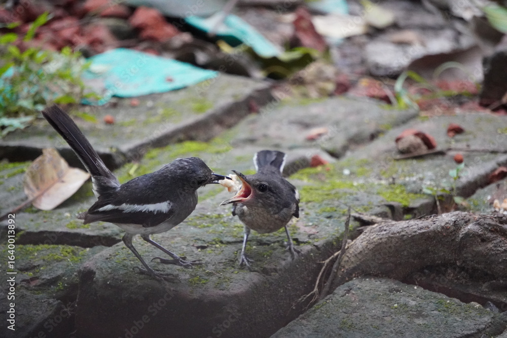 Fototapeta premium Oriental Magpie-Robin birds feeding its young jn closeup