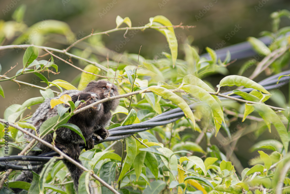 Two common marmoset in the foliage, watching Two common marmoset in the foliage, watching