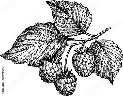 Raspberry branch with leaves ink sketch.