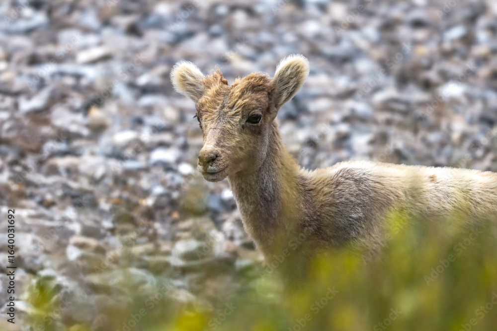 Obraz premium Bighorn sheep near Abraham lake, Alberta, Canada