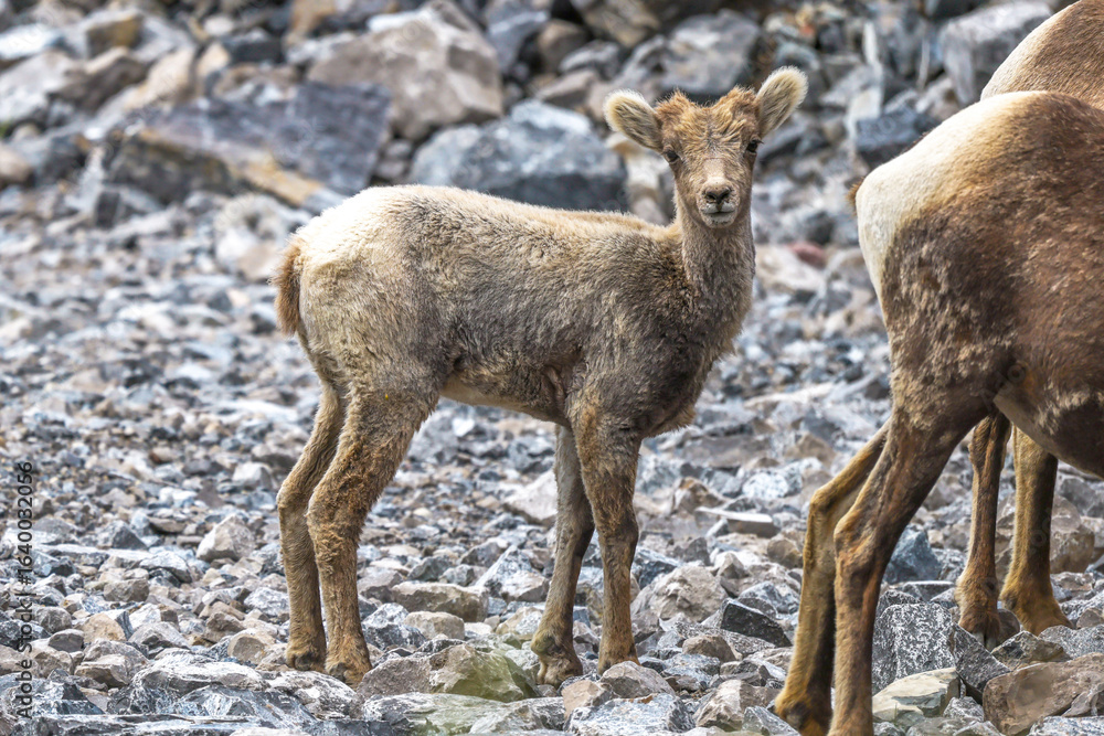 Young Bighorn sheep in Alberta, Canada Young Bighorn sheep in Alberta, Canada