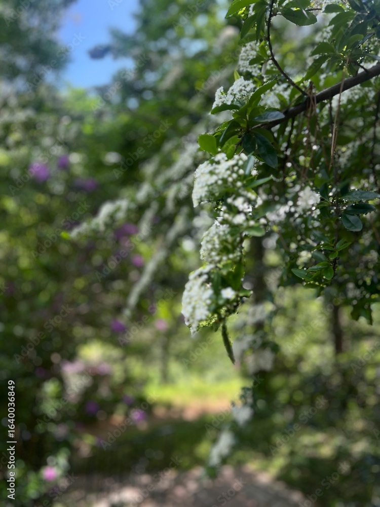 Fototapeta premium green tree branches