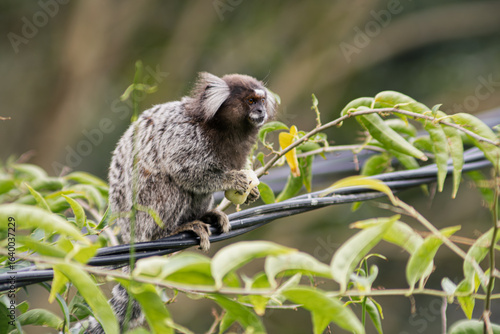 Common marmoset standing in cable, eating banana