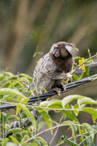 Common marmoset standing in cable, eating banana