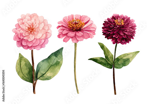 Three watercolor zinnia flowers in shades of pink and burgundy.  Each flower features detailed petals and leaves, with soft color gradients.  The stems are slender
