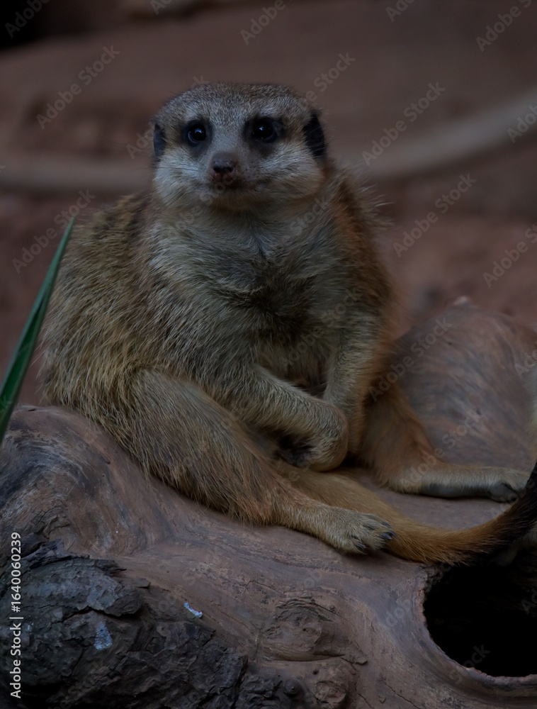 Fototapeta premium meerkat on the lookout