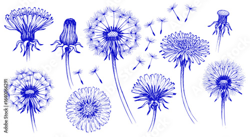 Blue ballpoint pen doodle collection of dandelions, hand-drawn sketch isolated on white vector illustration

