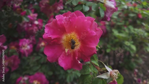 Close-up of a honey bee collecting nectar on a red flower of Alpine rose (Rosa pendulina) sway in the breeze