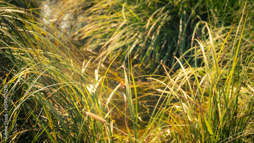 Tall wild grass glowing in warm golden hour light, with delicate textures and natural patterns, perfect for backgrounds and nature themes.