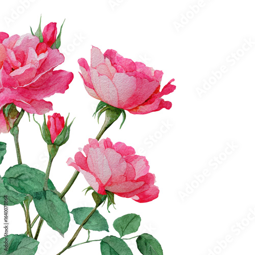 Close-up of pink roses with buds and leaves.  Delicate watercolor style.  Soft, romantic floral arrangement