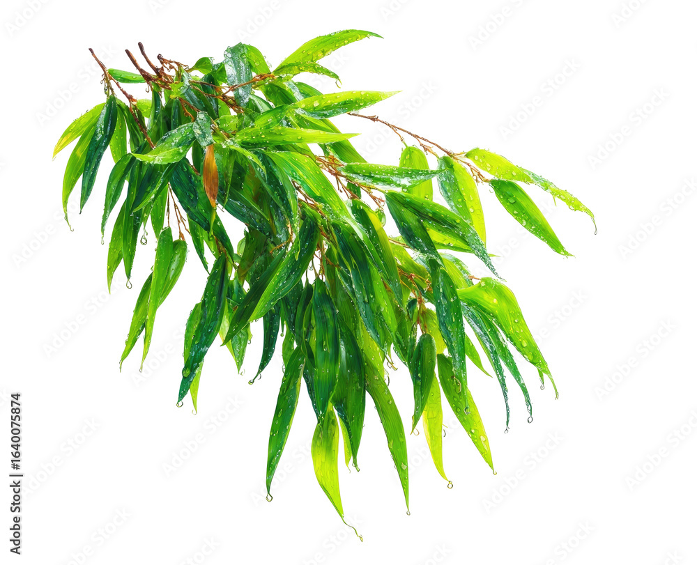 Obraz premium Lush green leaves branch cluster
