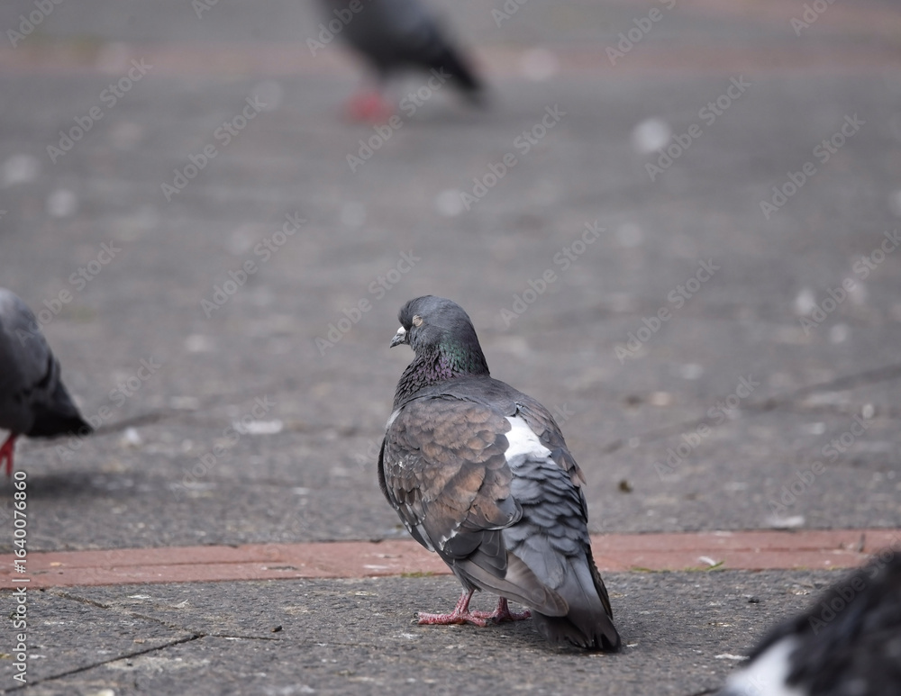 Obraz premium A closeup shot of a city pigeon, columba livia forma urbana, on an asphalt road standing still with its eyes closed, surrounded by other birds. Concept of peace and calm. 