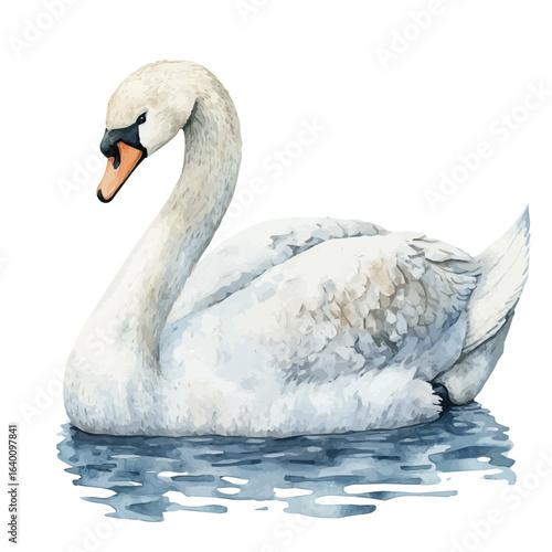 Swan, watercolor illustration vector, isolated on a white background.
