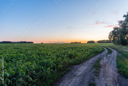 Road through green bean field in beautiful sunset lights. Summer landscape. Agriculture business.