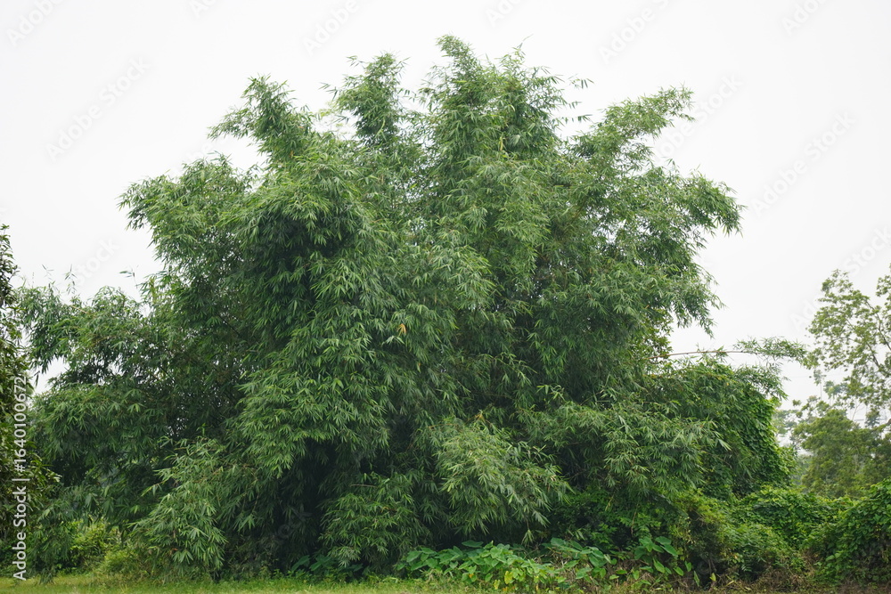 Fototapeta premium flourishing clump of Dendrocalamus latiflorus, commonly known as Sweet Giant Bamboo or Taiwan Giant Bamboo. 