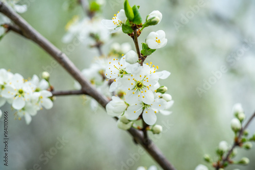 Beautiful blooming cherry tree in the garden. Selective focus.