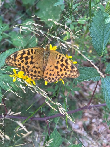 Foto Close-up of a yellow firefly with a distinctive black dot on its body, captured in detail