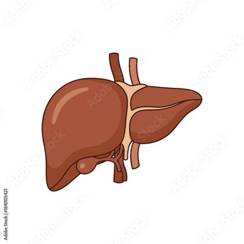 Side view illustration of a human liver, highlighting its anatomical structure.
