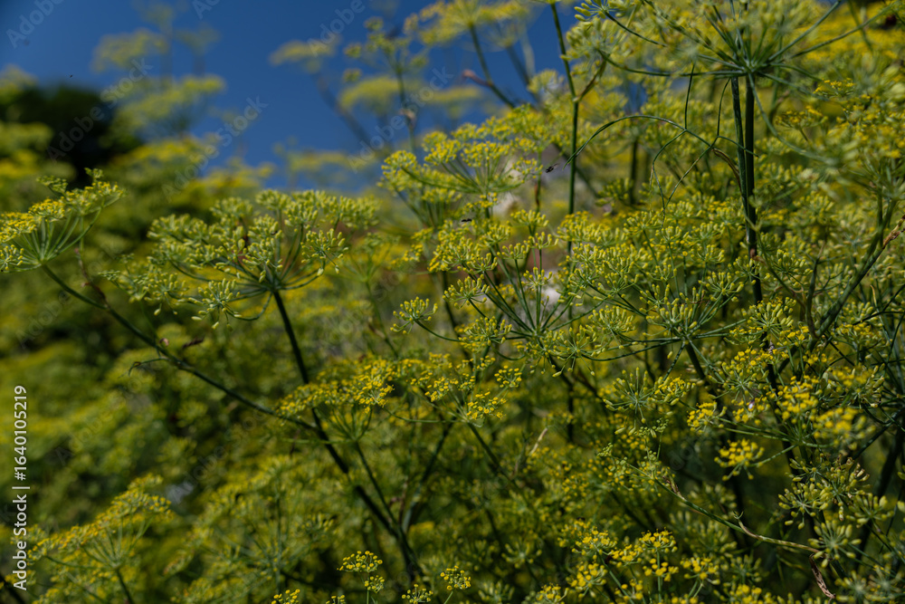 Fototapeta premium Green seed parts of the common fennel (Foeniculum vulgare) in detail outdoors in a garden. 