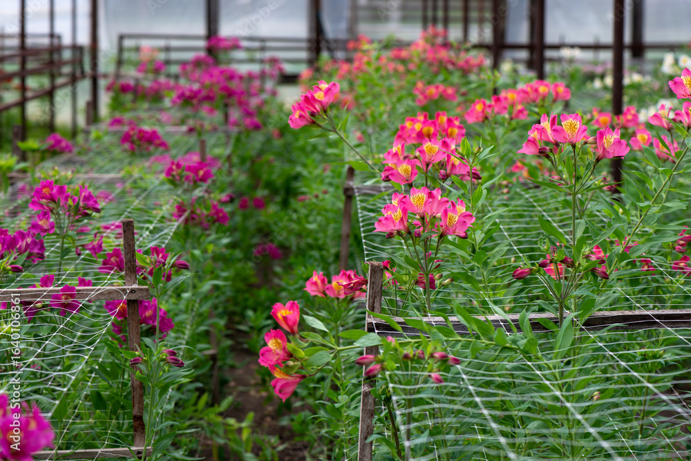 custom made wallpaper toronto digitalPink Alstroemeria flowers in a greenhouse. Growing flowers in greenhouses. Gardening