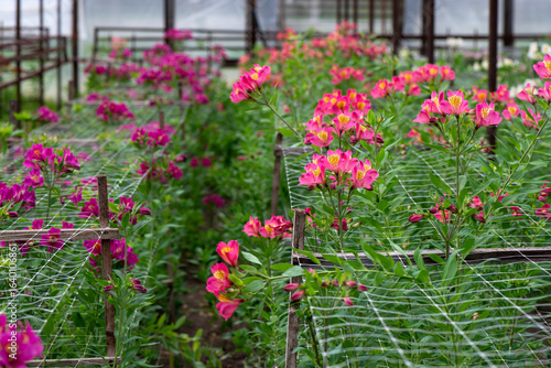 Wallpaper Mural Pink Alstroemeria flowers in a greenhouse. Growing flowers in greenhouses. Gardening Torontodigital.ca