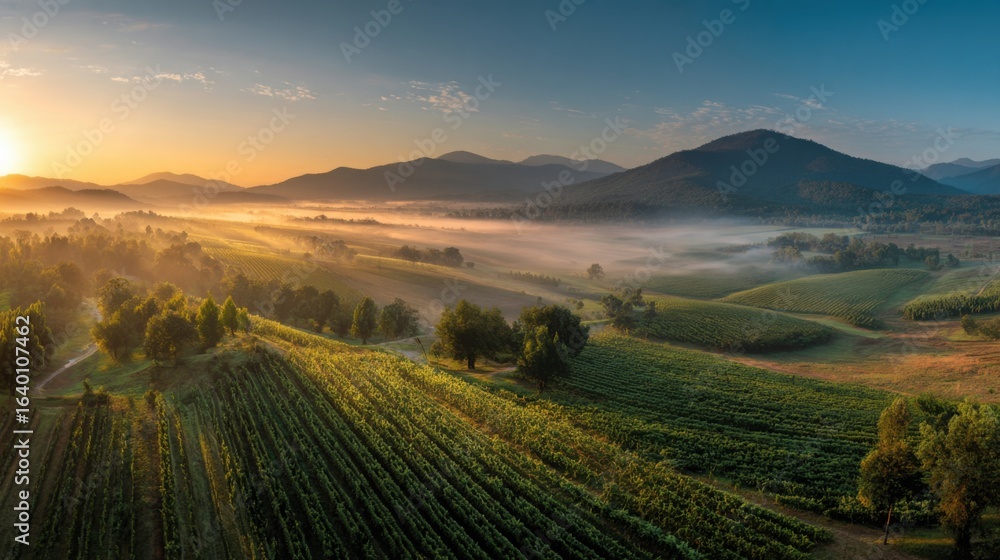 Fototapeta premium A beautiful landscape with a foggy morning sky and a sun rising in the background. The scene is a vineyard with many trees and green fields