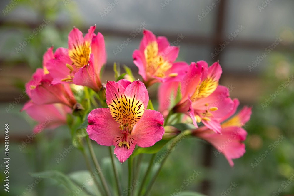 Obraz premium Close-up photograph of a pink alstroemeria flowers. Alstroemeria flowers in a greenhouse. Growing flowers in greenhouses. Gardening