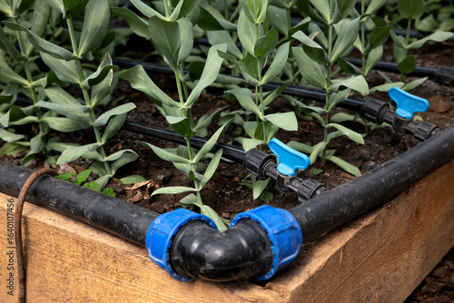 Automatic irrigation system for plant. Close-up photo of watering sprinkler system
