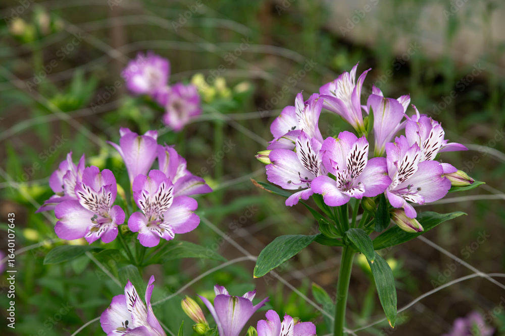 Fototapeta premium Alstroemeria flowers in a greenhouse. Growing flowers in greenhouses. Gardening