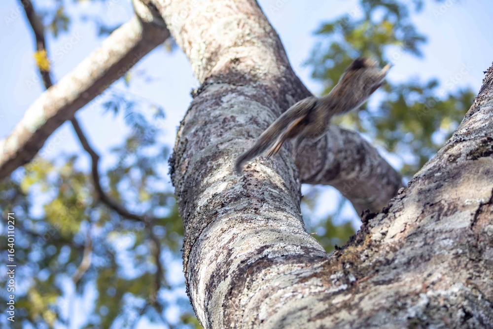 Fototapeta premium Small primate, the Brazilian marmoset, Callithrix penicillata, inhabits mainly areas of the Cerrado biome. Sagui