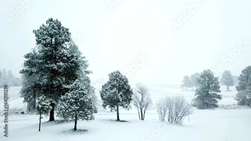 Snow covered trees in a winter landscape on a cold and frosty day