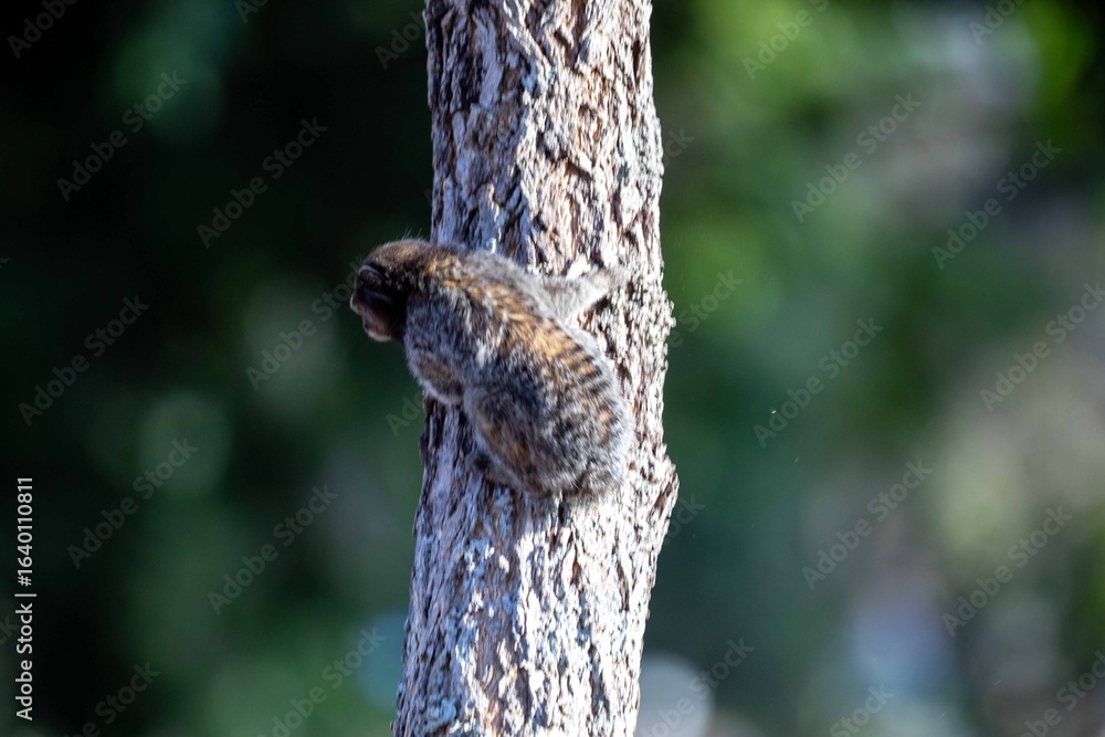 Obraz premium Small primate, the Brazilian marmoset, Callithrix penicillata, inhabits mainly areas of the Cerrado biome. Sagui