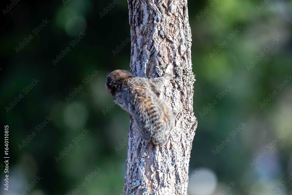 Obraz premium Small primate, the Brazilian marmoset, Callithrix penicillata, inhabits mainly areas of the Cerrado biome. Sagui