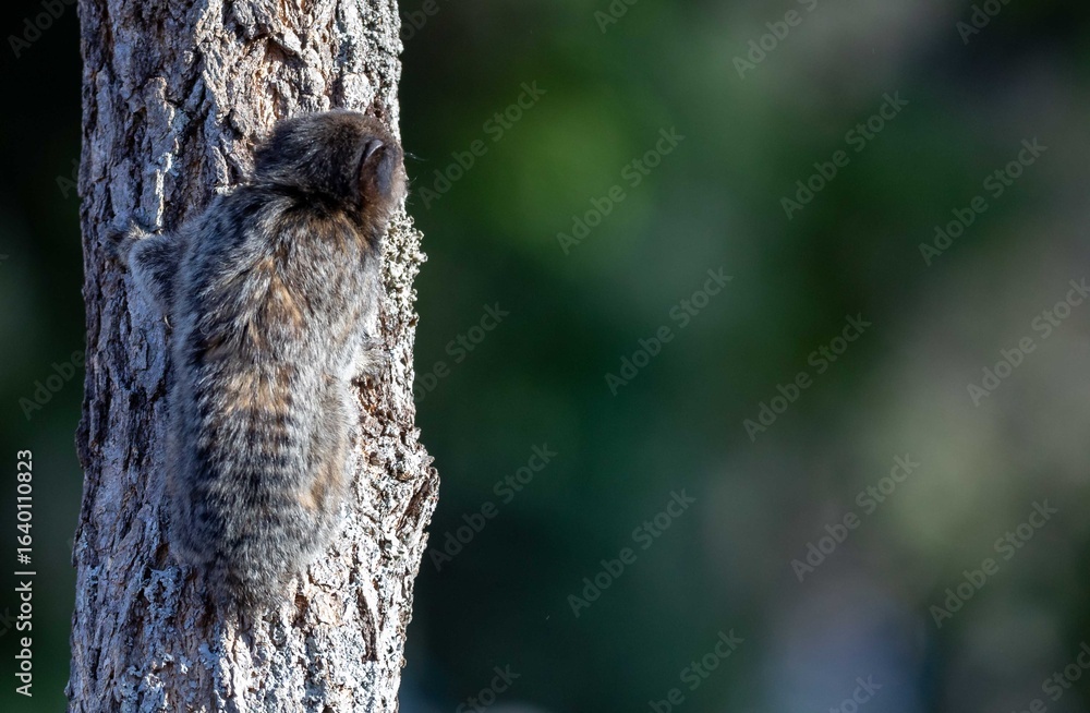 Obraz premium Small primate, the Brazilian marmoset, Callithrix penicillata, inhabits mainly areas of the Cerrado biome. Sagui