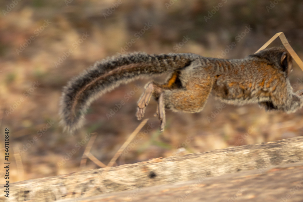 Fototapeta premium Small primate, the Brazilian marmoset, Callithrix penicillata, inhabits mainly areas of the Cerrado biome. Sagui