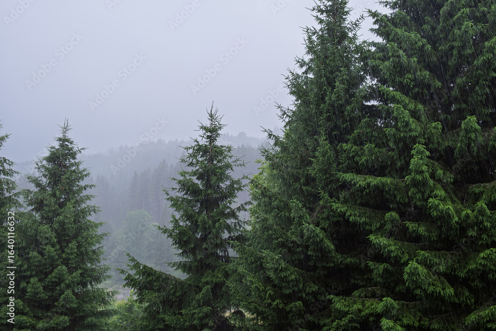 Obraz premium Rain falling over pine forest in mountains