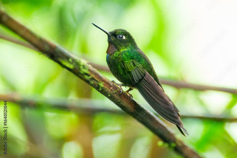 Obraz premium Buff-tailed coronet Dark hummingbird with fairly short straight bill. Male has bright purple throat patch and blue-green forecrown. Female has white throat.