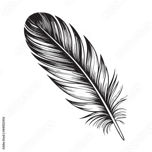 hand drawn feather illustration for decorative prints t shirt design logo graphic or poster artwork