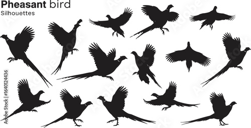 Pheasant bird silhouette set, fourteen dynamic poses, flying and standing views, detailed tail feathers, vector illustration for wildlife, nature, hunting, and educational themes