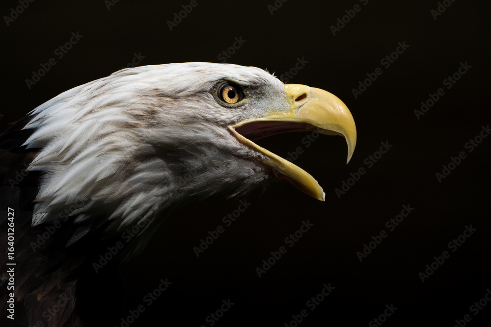 Obraz premium portrait of a bald eagle on a black background