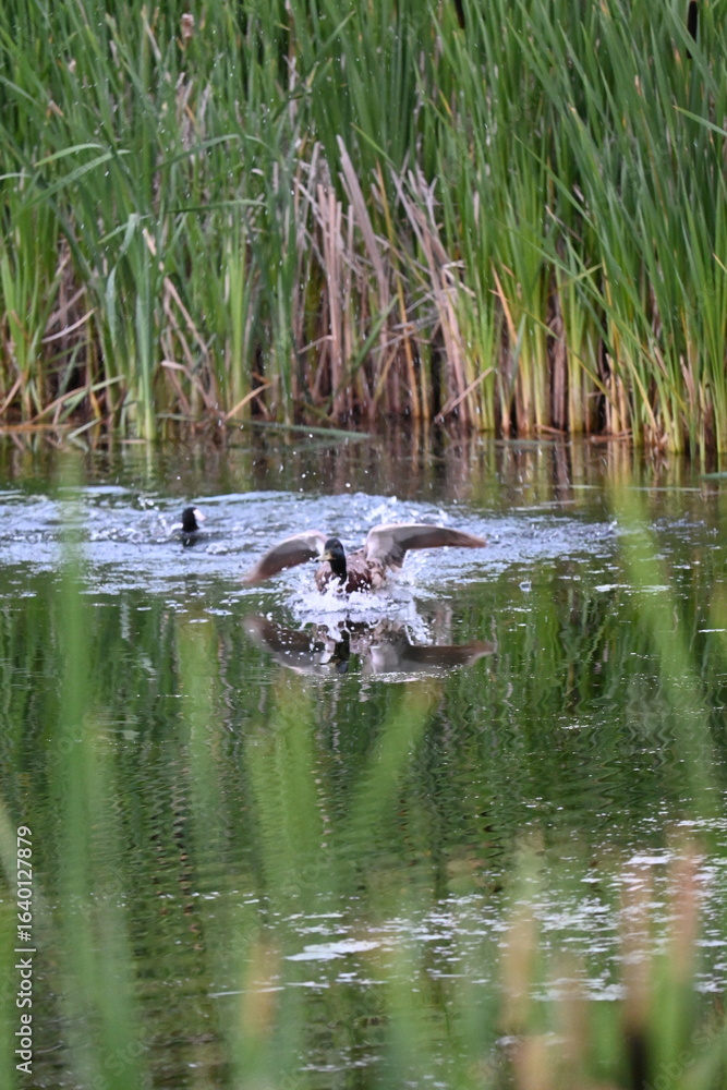 Fototapeta premium Ducks swimming on a pond in sunset