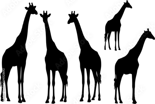Set of 5 giraffes silhouettes on white background. Giraffe vector illustrations.
