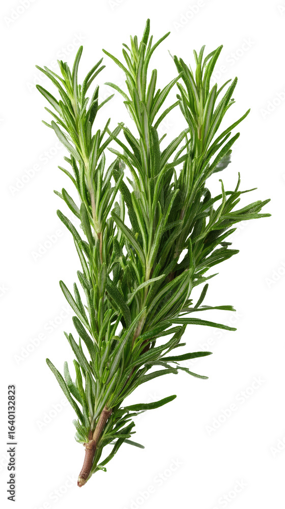 Fototapeta premium Fresh rosemary sprigs, vibrant green