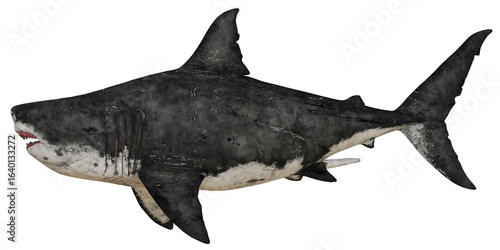 Detailed illustration of a prehistoric Megalodon shark.