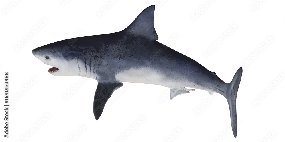 Fototapeta premium Great white shark swimming in open water