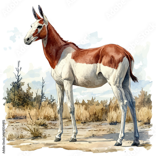 Okapi, watercolor illustration vector, isolated on a white background.