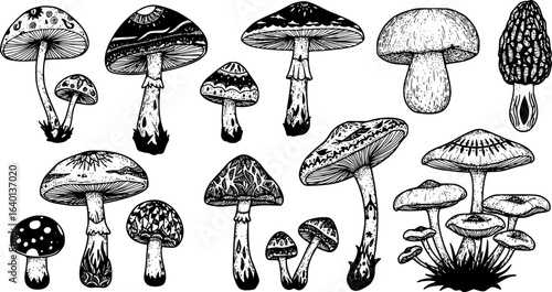 mushrooms silhouette monochrome with patterns illustration set. Trendy mushroom creative fabulous mystic folklore collection
